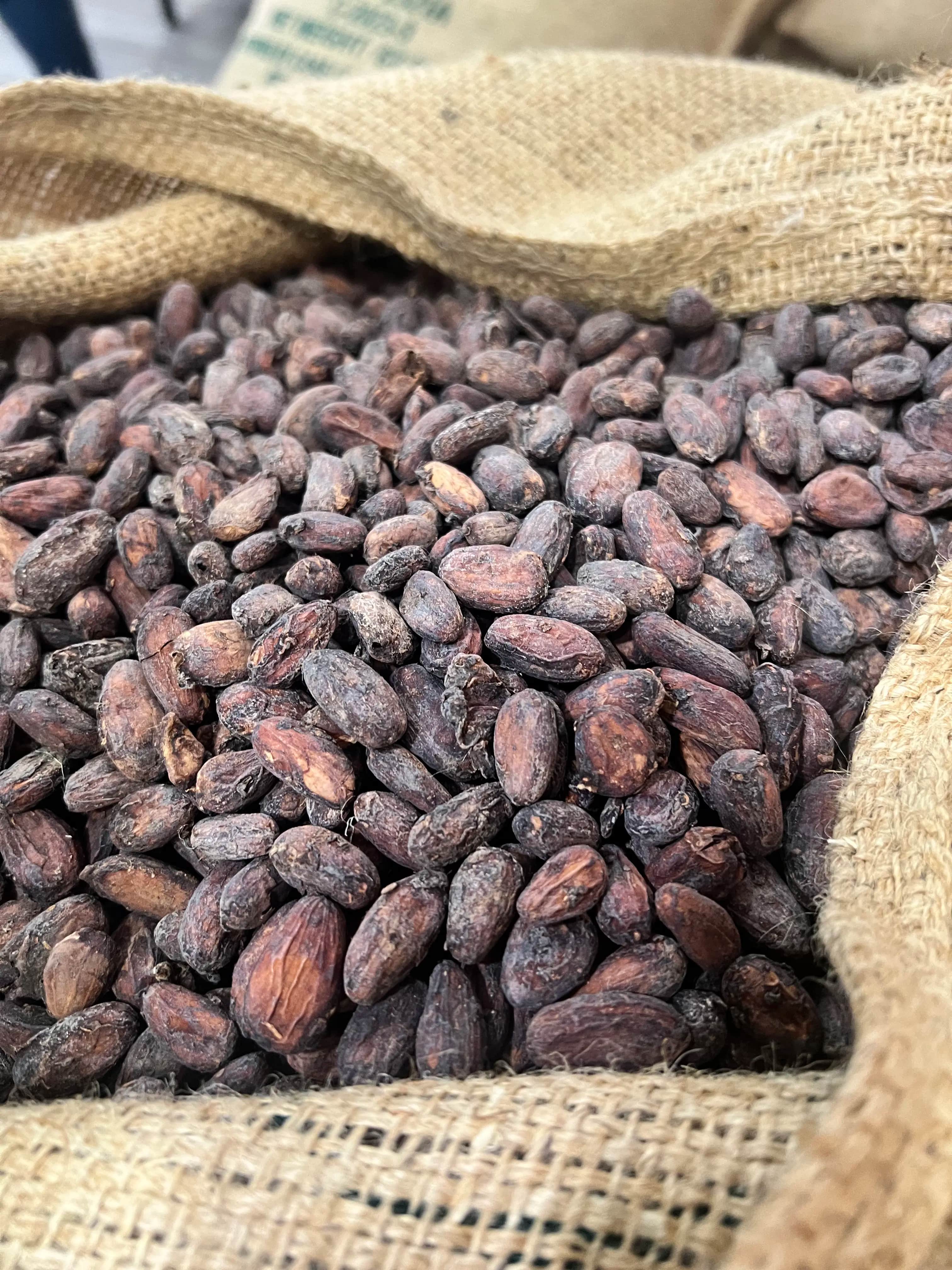 Selección del cacao