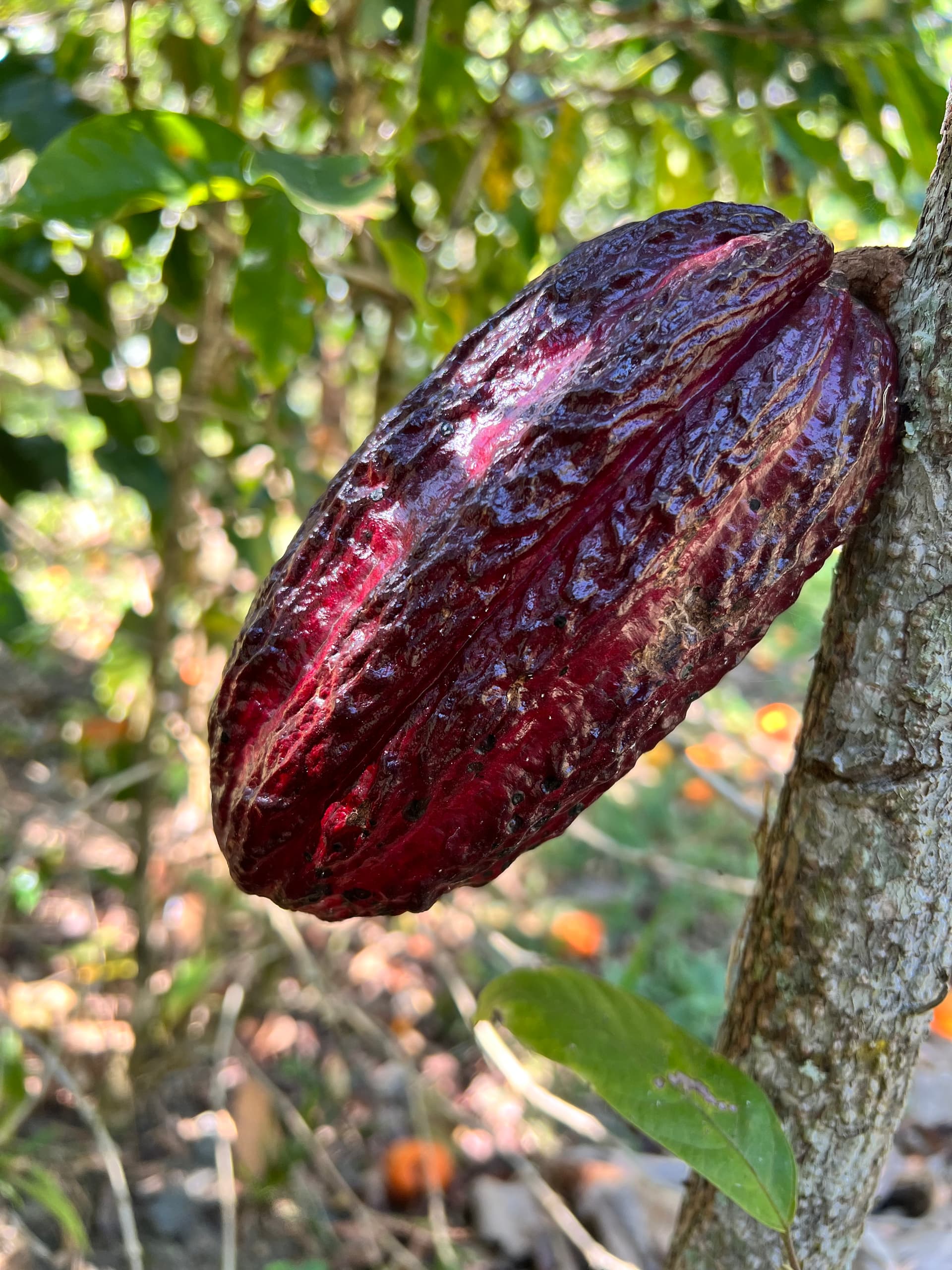 Por qué el cacao peruano es de los mejores del mundo y cómo descubrirlo si visitas Perú