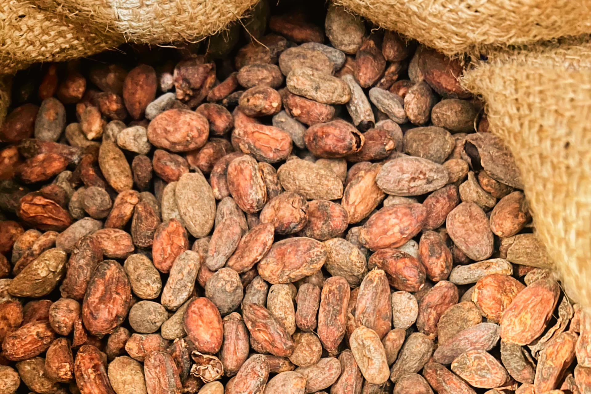 La importancia de la trazabilidad del cacao: del agricultor al consumidor en el bean to bar